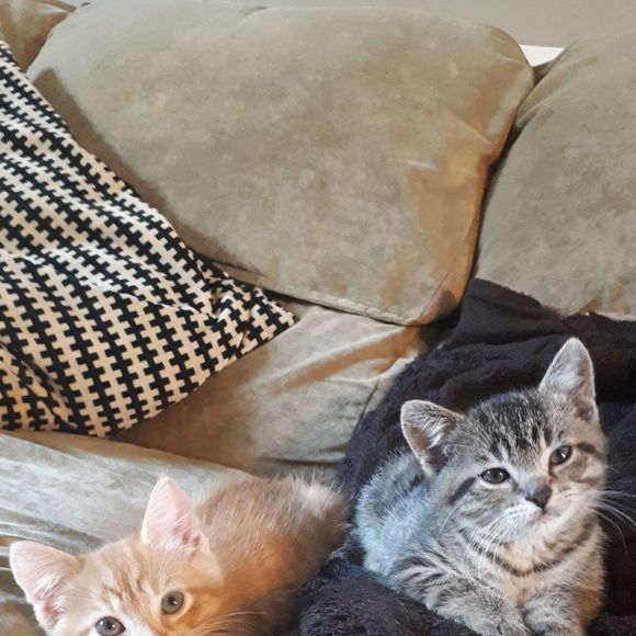 Meet your Posher, Robyn - Picture 1 of 1